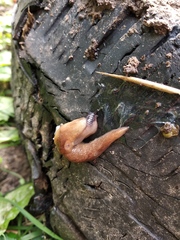 Deroceras caucasicum