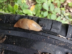 Deroceras caucasicum