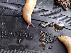 Deroceras caucasicum