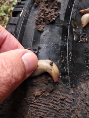 Deroceras caucasicum