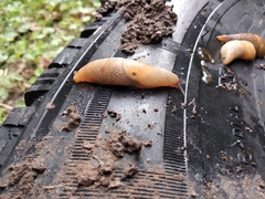 Deroceras caucasicum