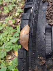 Deroceras caucasicum