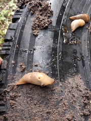 Deroceras caucasicum