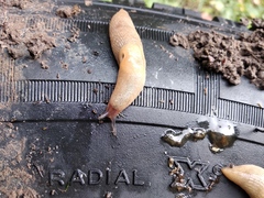 Deroceras caucasicum