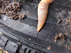 Deroceras caucasicum