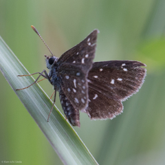 Piruna aea