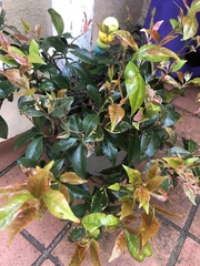 Jasminum officinale