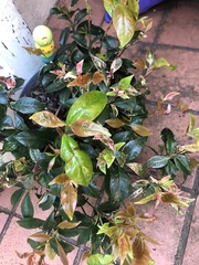 Jasminum officinale