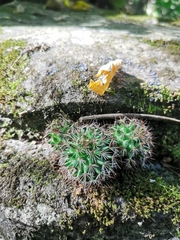 Mammillaria spinosissima
