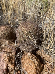 Echinomastus intertextus dasyacanthus