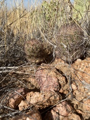 Echinomastus intertextus dasyacanthus