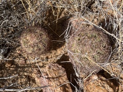 Echinomastus intertextus dasyacanthus