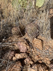 Echinomastus intertextus dasyacanthus