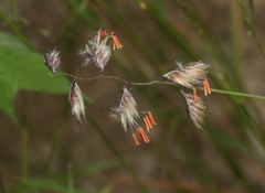 Bouteloua chondrosioides