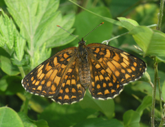 Melitaea protomedia