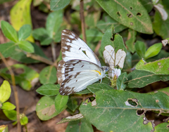 Belenois gidica gidica