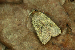 Agrochola laevis