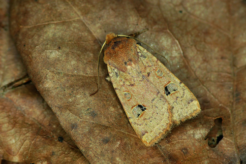Red-headed Chestnut, photo 3 of 10