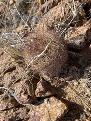 Echinomastus intertextus dasyacanthus