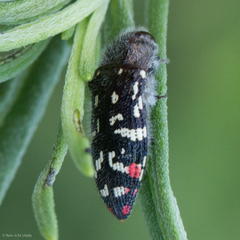 Acmaeodera rubronotata
