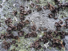 Umbilicaria polyrrhiza