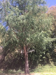 Taxodium mucronatum