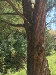Taxodium mucronatum