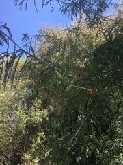 Taxodium mucronatum