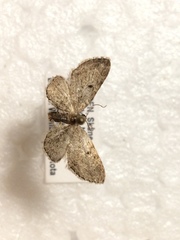 Eupithecia tenuiata