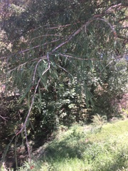 Taxodium mucronatum