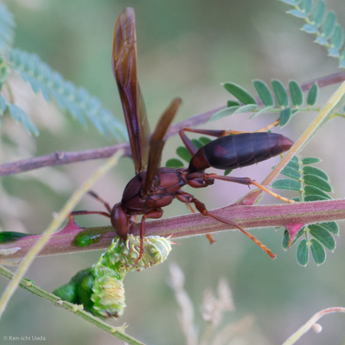 Neotropical Red Paper Wasp photo 6