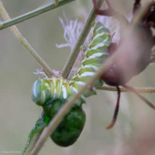 Mimosa Prominent photo 2