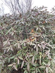 Rhododendron minus
