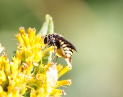 Paranthidium jugatorium lepidum