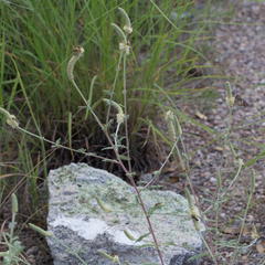 Dalea albiflora