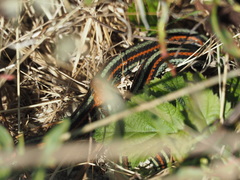 Thamnophis sirtalis tetrataenia