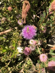 Melaleuca nesophila