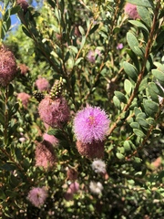 Melaleuca nesophila