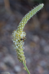 Dalea albiflora