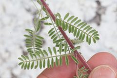 Dalea albiflora