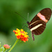 Heliconius melpomene rosina - Photo (c) Mike Melton, some rights reserved (CC BY-NC), uploaded by Mike Melton