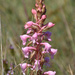 Satyrium membranaceum - Photo (c) Andrew Gillespie, μερικά δικαιώματα διατηρούνται (CC BY-SA), uploaded by Andrew Gillespie