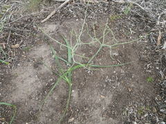 Trachyandra muricata