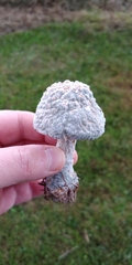 Hypocreaceae