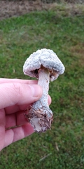 Hypocreaceae
