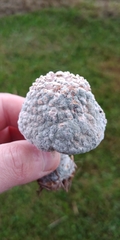 Hypocreaceae