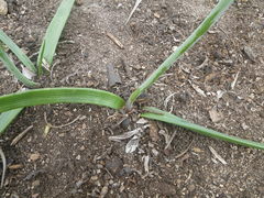 Trachyandra muricata