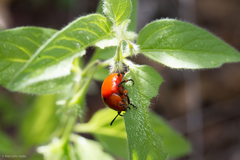 Leptinotarsa rubiginosa