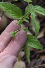 Solanum adscendens