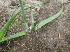 Trachyandra muricata